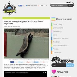 Houdini Honey Badgers Can Escape From Anywhere