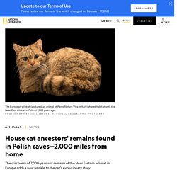 House cat ancestors' remains found in Polish caves—2,000 miles from home