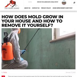 How Does Mold Grow in Your House and How to Remove it Yourself?