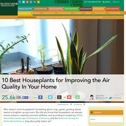 10 Best Houseplants for Improving the Air Quality In Your Home
