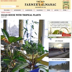 Houseplants Clean Indoor Air Pollution Home Top Plants