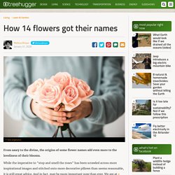 How 14 flowers got their names