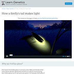 How a firefly's tail makes light