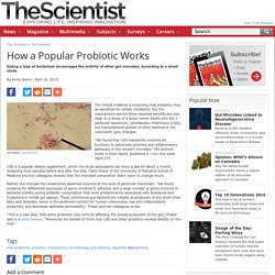 How a Popular Probiotic Works