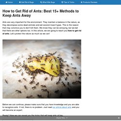 How to Get Rid of Ants: Best Ways to Keep Ants Away