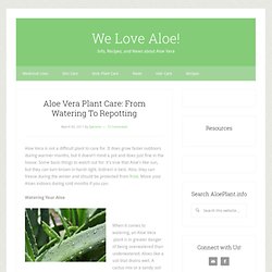 How to Care for Aloe Vera Plant