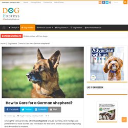 How to Care for a German shepherd?