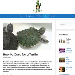 How to Care for a Turtle - turtleexpert.com