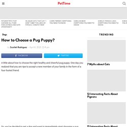 How to Choose a Pug Puppy? - PetTime