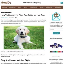 How To Choose the Right Dog Collar for your Dog