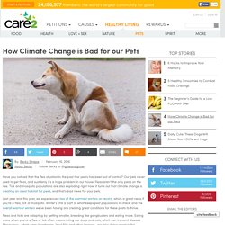 How Climate Change is Bad for our Pets