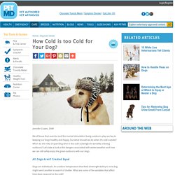 How Cold is too Cold for Your Dog?