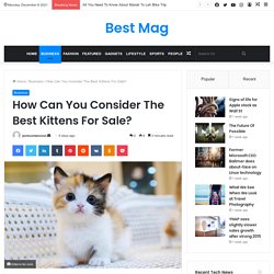 How Can You Consider The Best Kittens For Sale? - Best Mag