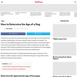 How to Determine the Age of a Dog - PetTime