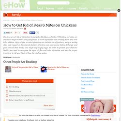 How to Get Rid of Fleas & Mites on Chickens