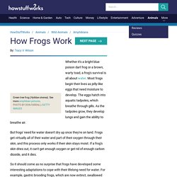 How twitching frog legs and salt work