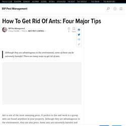 How To Get Rid Of Ants: Four Major Tips