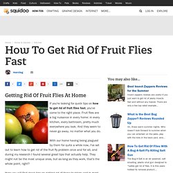 How To Get Rid Of Fruit Flies Fast