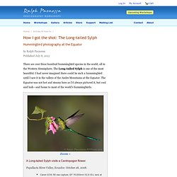 How I got the shot: Long-tailed Sylph
