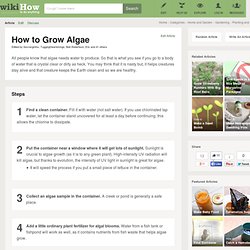 How to Grow Algae
