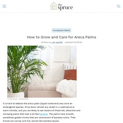 How to Grow and Care for Areca Palms