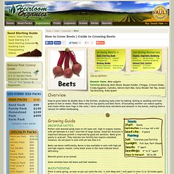 Guide to Growing Beets