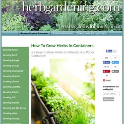 How To Grow Herbs in Pots & Containers