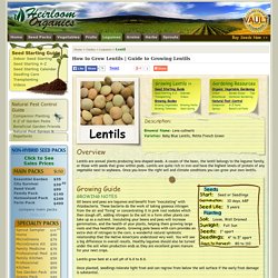 Guide to Growing Lentils
