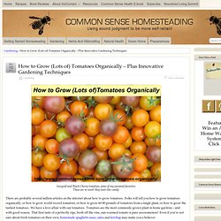 How to Grow Tomatoes Organically