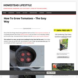 How To Grow Tomatoes – The Easy Way
