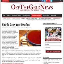 How To Grow Your Own Tea