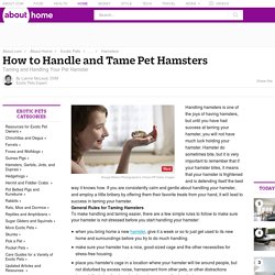 How to Handle and Tame Pet Hamsters
