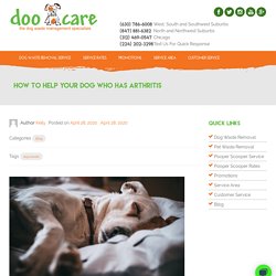 How to Help Your Dog Who Has Arthritis