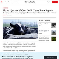 How a Quarter of Cow DNA Came From Reptiles