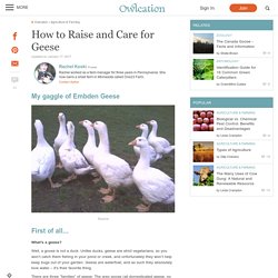 How to Raise and Care for Geese