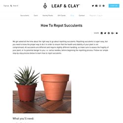 How To Repot Succulents – Leaf & Clay