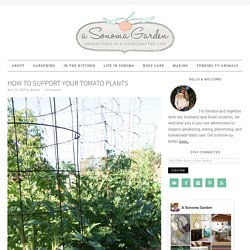 How to Support Your Tomato Plants