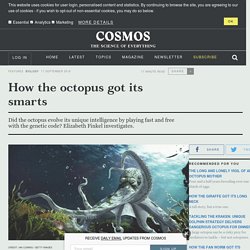 How the octopus got its smarts