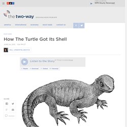 How The Turtle Got Its Shell