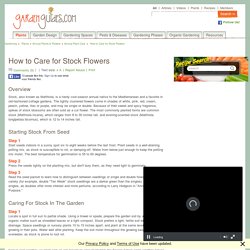 How to Care for Stock Flowers