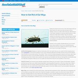How to Get Rid of Earwigs - howtogetridofstuff.com