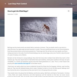 How to get rid of Bed Bugs?