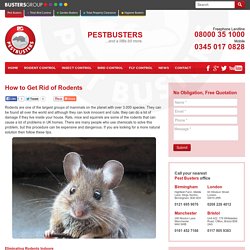 How to Get Rid of Rodents