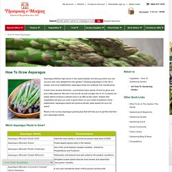 How To Grow Asparagus