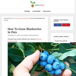 How To Grow Blueberries In Pots