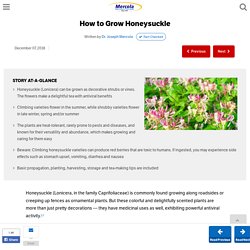 How to Grow Honeysuckle