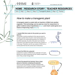 How to make a transgenic plant