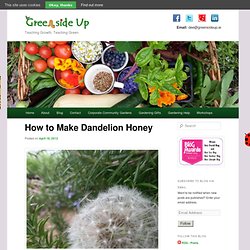 How to Make Dandelion Honey