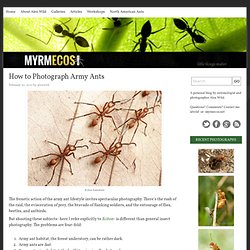 How to Photograph Army Ants