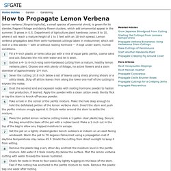 How to Propagate Lemon Verbena
